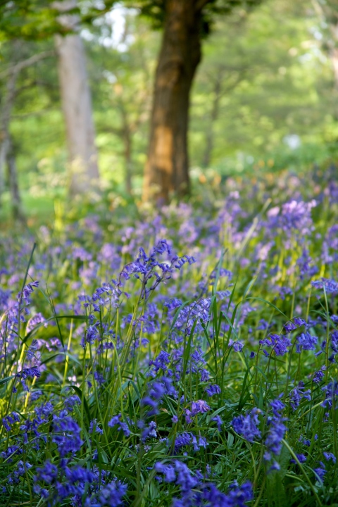 There are masses of bluebells at Cannizaro, so beautiful.