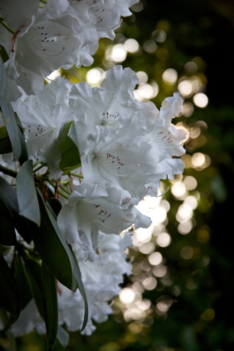 The mighty rhodedendron bushes are blooming too at Cannizaro Park